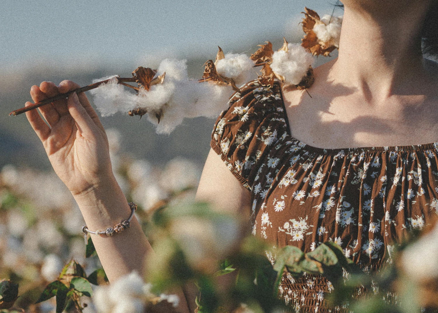 Organic cotton branch with soft white cotton bolls