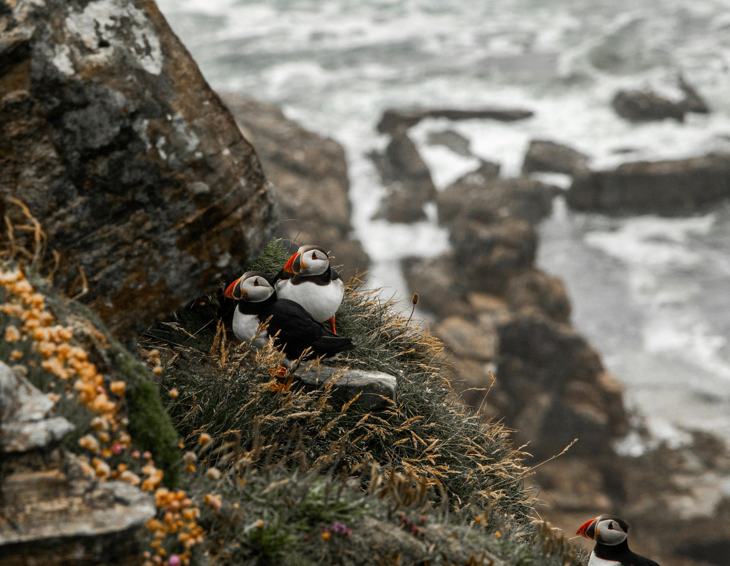 Atlantic puffins perched on a rocky cliff in Ireland