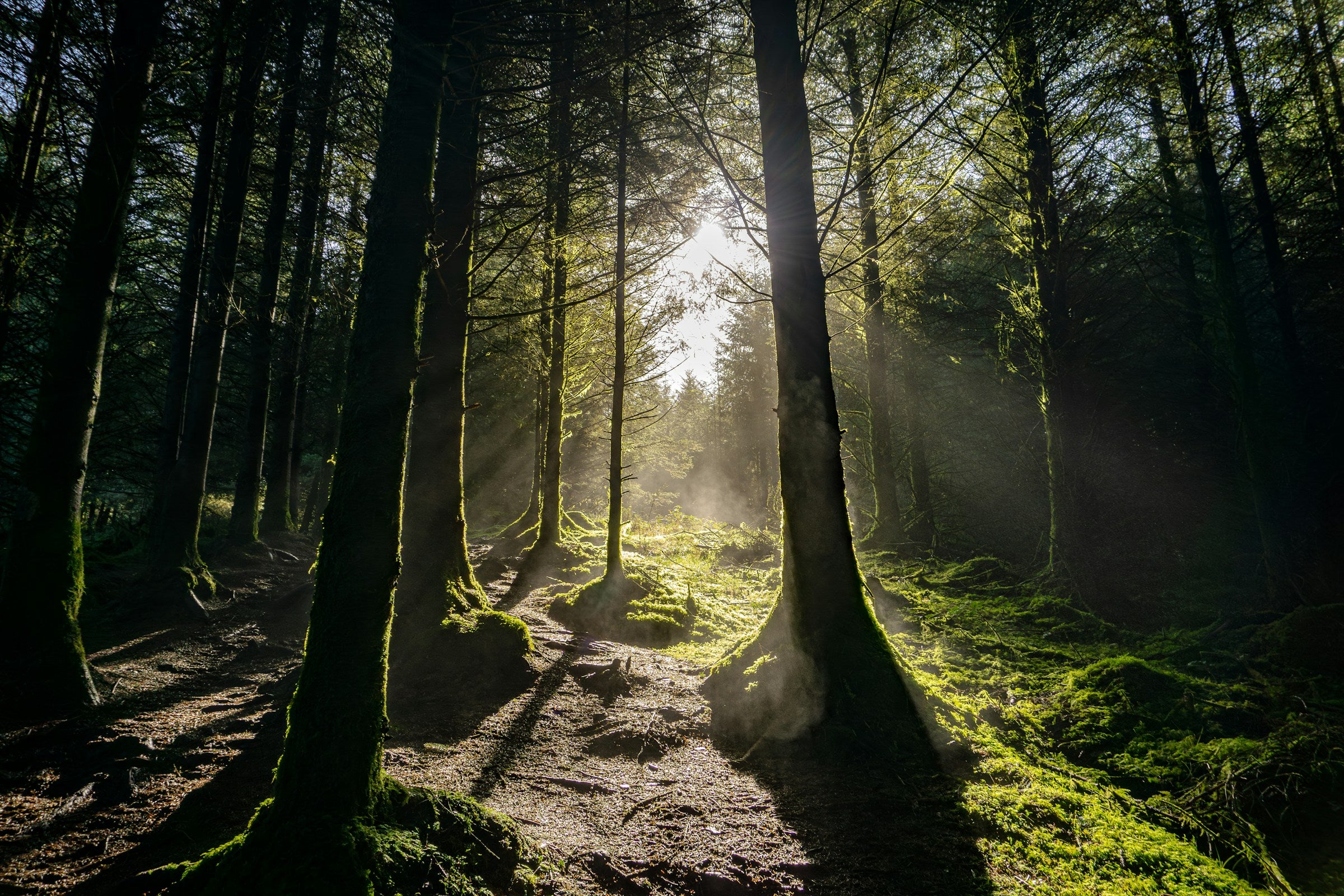 Sunlight streaming through an Irish forest canopy